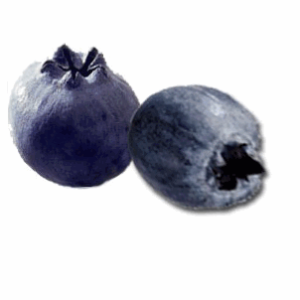 ARANDANOS MIRTILO SILVESTRE (NEGRO-AZUL)