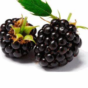 MORA SILVESTRE ENTERA